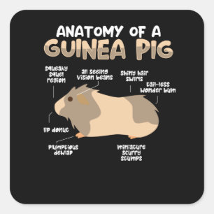 Sticker Carré Anatomie d'un cochon de Guinée