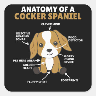 Sticker Carré Anatomie D'Un Cocker Spaniel Cute Chiens Chiot