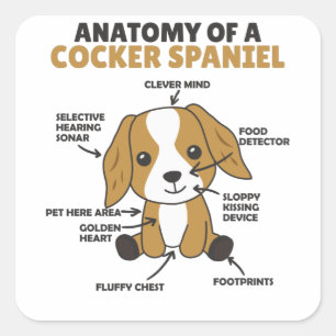 Sticker Carré Anatomie D'Un Cocker Spaniel Cute Chiens Chiot