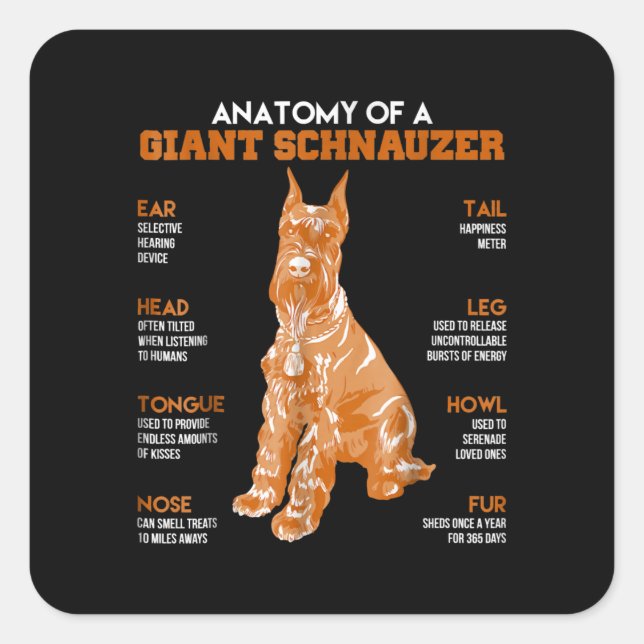 Sticker Carré Anatomie D'Un Schnauzer Géant Chiens Drôle Cadeau  (Devant)