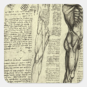 Sticker Carré Anatomie humaine de Léonard de Vinci : muscles de 