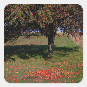 Sticker Carré Ancien arbre à pomme