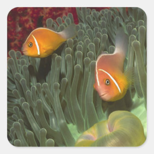 Sticker Carré Anémone rose dans l'anémone marine magnificante