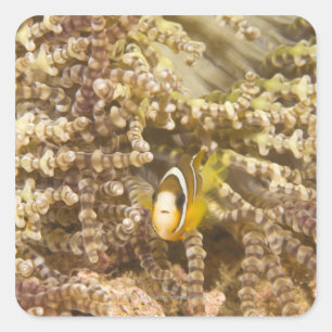 Sticker Carré Anemonefish de Clark juvénile (Amphiprion)