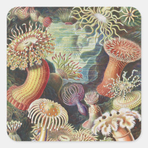 Sticker Carré Anémones de mer, Actiniae Seeanemonen Ernst Haecke