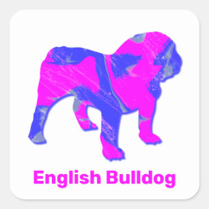 Sticker Carré Anglais Bulldog Crazy Hot Pink & Blue