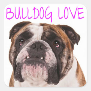 Sticker Carré Anglais Bulldog Puppy Dog Purple Love