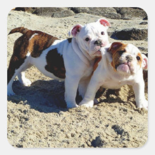Sticker Carré Anglais Bulldogs chiot amour!