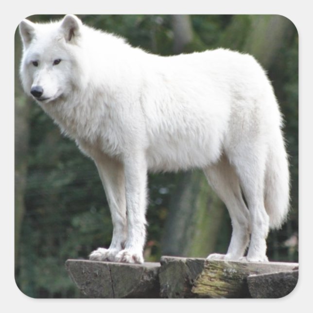Sticker Carré Animal Wolf Nature Paix Aimer Destinée (Devant)