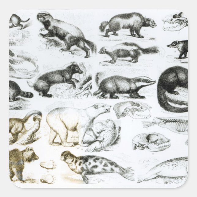 Sticker Carré Animaux carnivores (Devant)