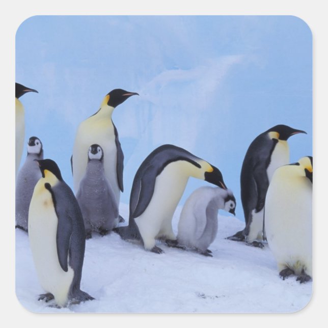 Sticker Carré Antarctique, Emporer Penguins (Devant)