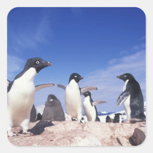 Sticker Carré Antarctique, Manchot Adélie Pygoscelis