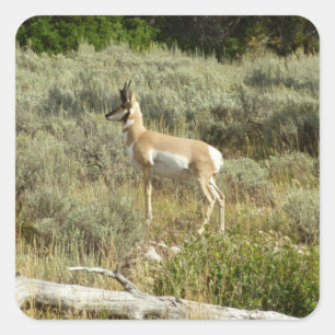 Sticker Carré Antilocapre dans le parc national de Grand Teton