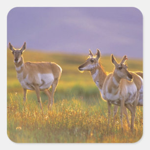 Sticker Carré Antilope d'Amérique dans le Montana