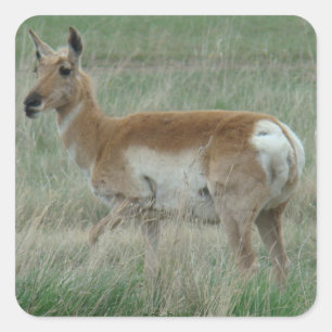 Sticker Carré Antilope d'Amérique femelle A31