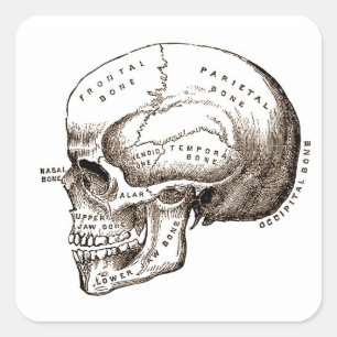Sticker Carré Antique Anatomie Crâne anatomique