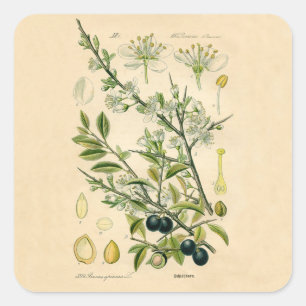 Sticker Carré Antique Blackthorn Botanique Imprimé Fleur Berry