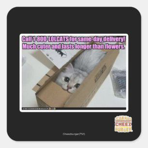 Sticker Carré Appel 1-800-LOLCATS