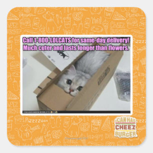 Sticker Carré Appelez 1-800-LOLCATS