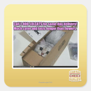 Sticker Carré Appelez 1-800-LOLCATS