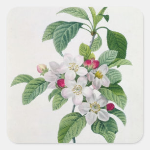 Sticker Carré Apple fleurissent, du 'DES de Les Choix plus des