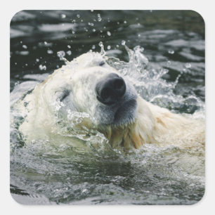Sticker Carré Aqua Aura de l'ours polaire