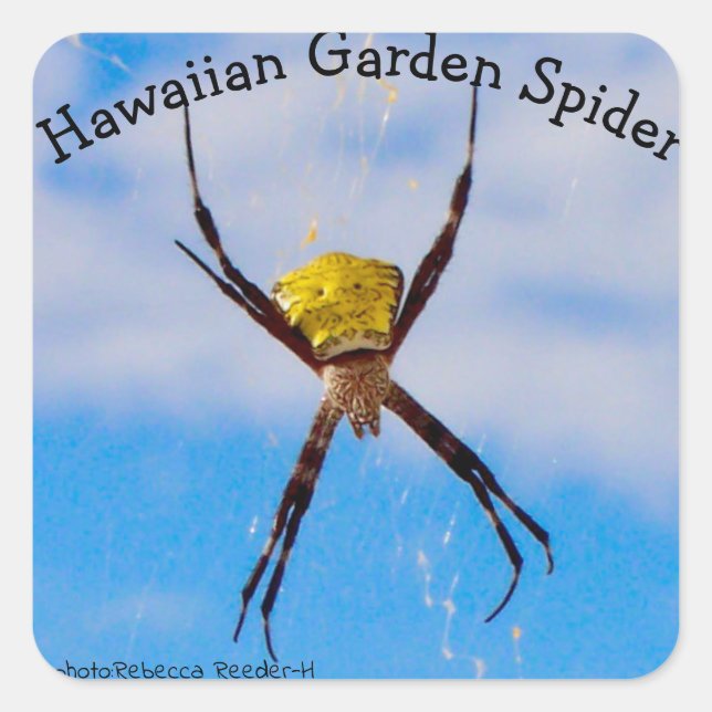 Sticker Carré Araignée de jardin hawaïenne (Devant)