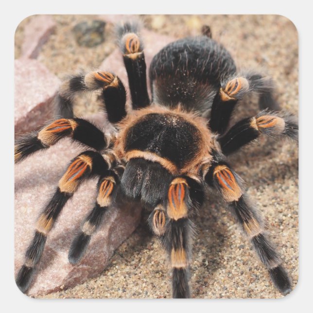 Sticker Carré Araignée de Tarantula au genou rouge mexicain (Devant)