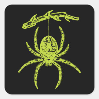 Sticker Carré Araignée verte de poison