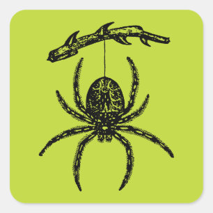 Sticker Carré Araignée verte de poison