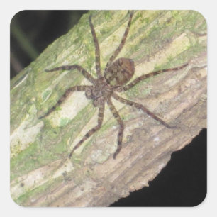 Sticker Carré Araignées exotiques sauvages, coléoptères et insec