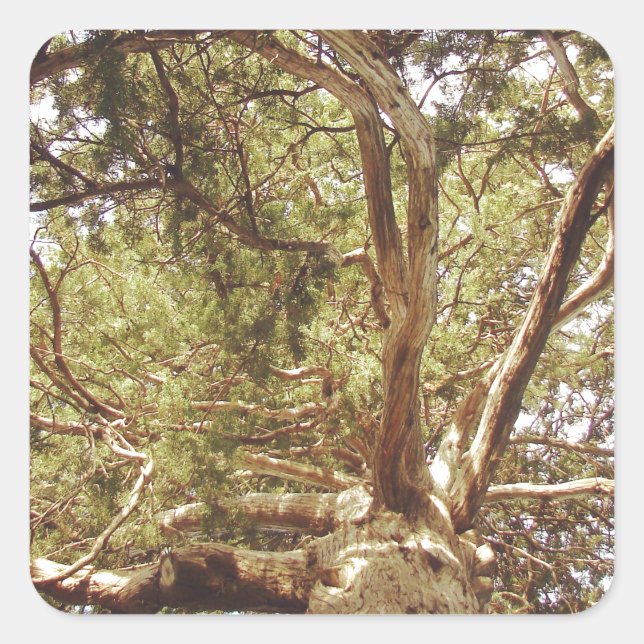 Sticker Carré Arbre (Devant)