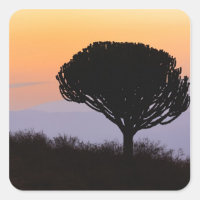 Arbre candélabre découpé à l'aube,