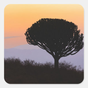 Sticker Carré Arbre candélabre découpé à l'aube,