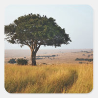 Arbre d'acacia isolé dans les plaines herbeuses, M