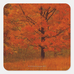 Sticker Carré Arbre d'automne avec feuillage rouge