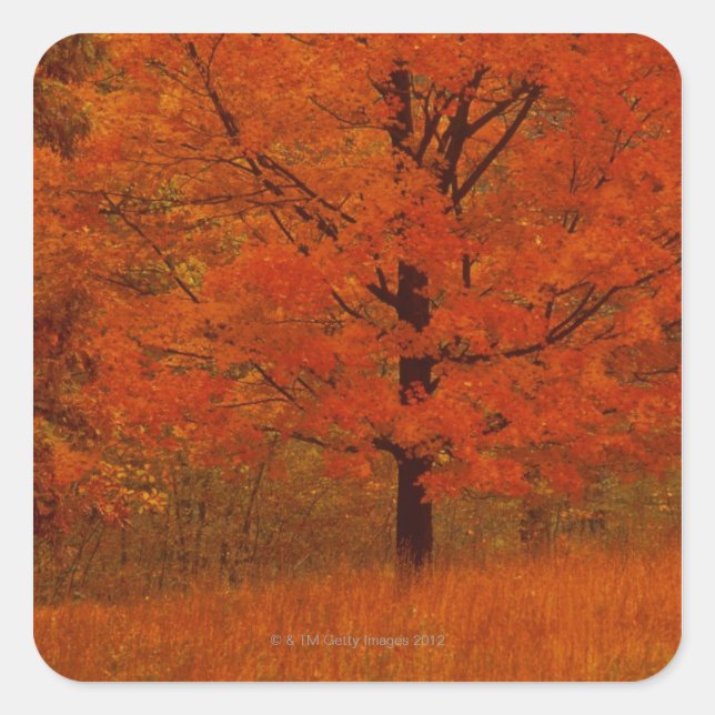 Sticker Carré Arbre d'automne avec feuillage rouge (Devant)