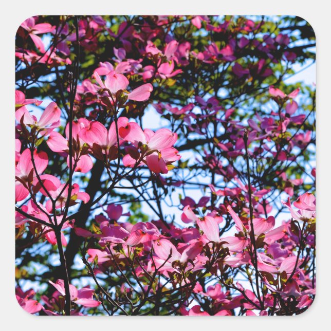 Sticker Carré Arbre de Dogwood rose (Devant)