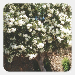 Sticker Carré Arbre De Jasmin En Fleur