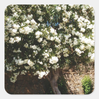 Sticker Carré Arbre De Jasmin En Fleur