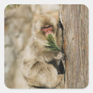 Sticker Carré Arbre japonais d'escalade de Macaque, mangeant le