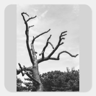 Sticker Carré arbre libre