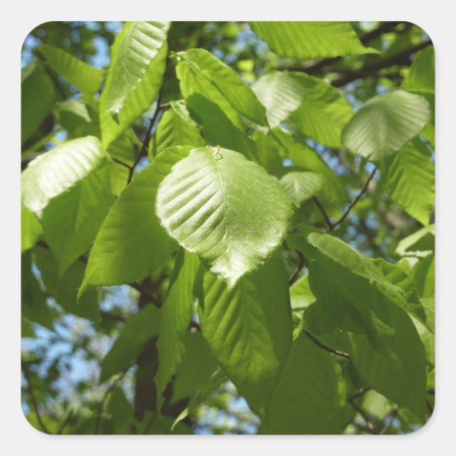 Sticker Carré Arbre vert Feuille à bouleau printanier (Devant)