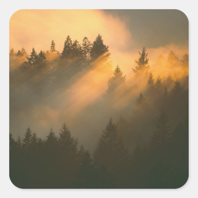Sticker Carré Arbres à séquoias dans le brouillard côtier, Comté (Devant)