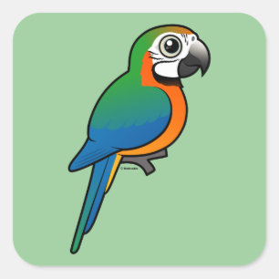 Sticker Carré Arlequin Macaw