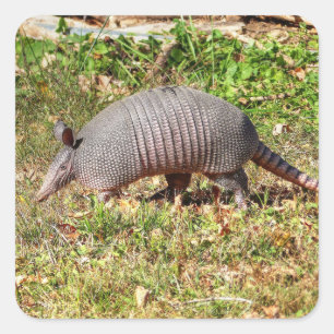 Sticker Carré Armadillo