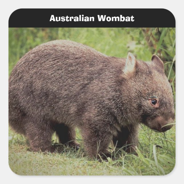 Sticker Carré Arrière - plan australien Wombat (Devant)