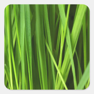 Sticker Carré Arrière - plan vert