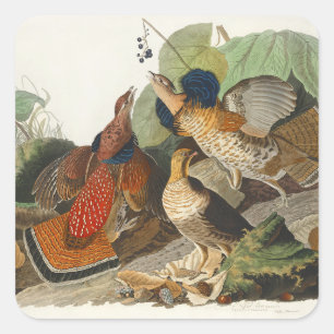Sticker Carré Art de la nature de l'oiseau Tétras du Canada Audu