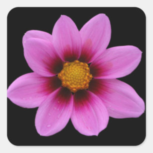 Sticker Carré Art Floral rose